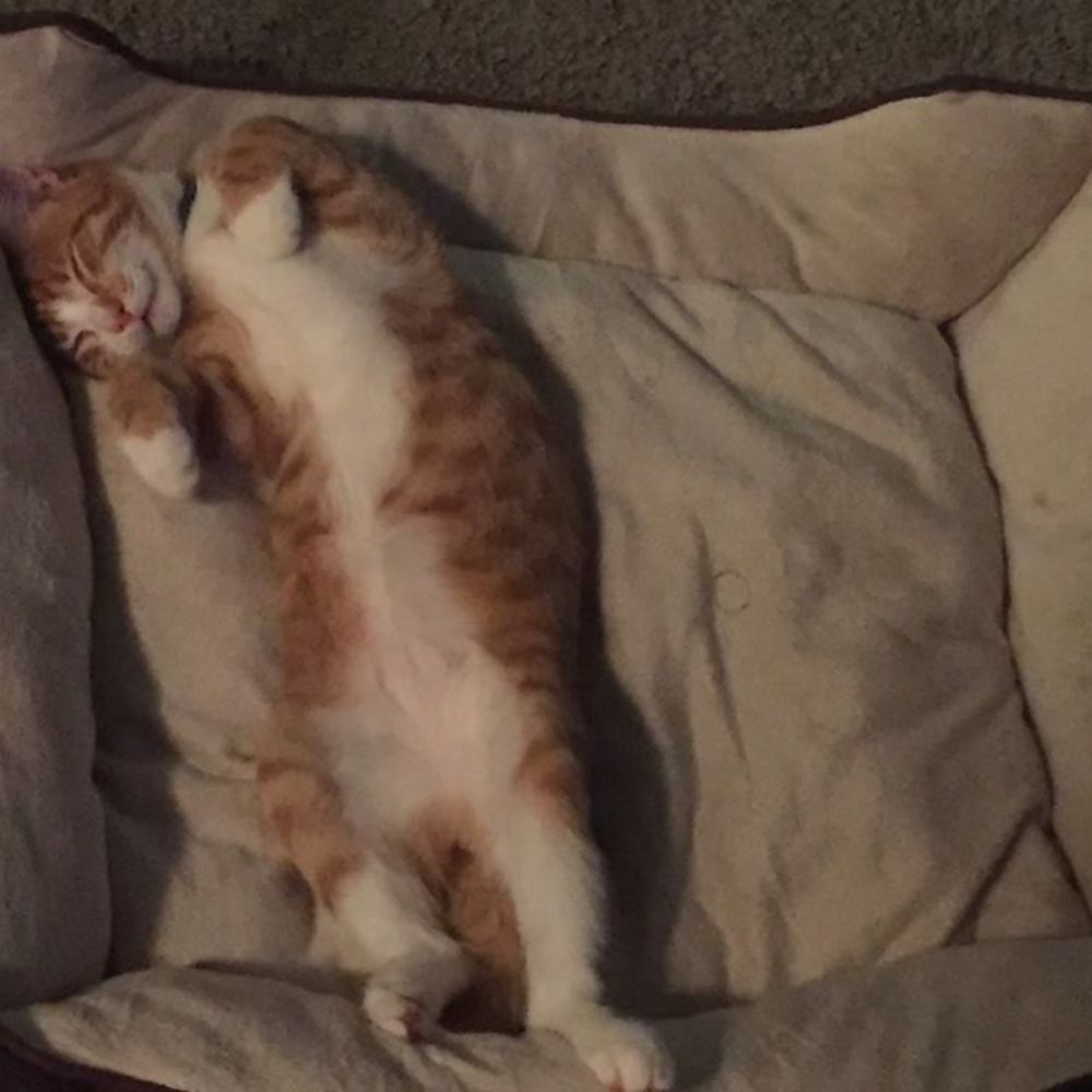 Meet your Posher, Jennifer